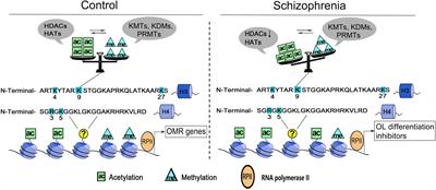 Histone Acetylation and Methylation Underlie Oligodendroglial and Myelin Susceptibility in Schizophrenia